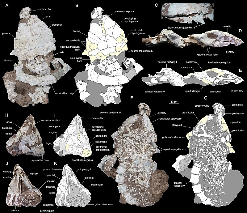 Loài này có hình dạng đặc biệt, nổi bật với cái đầu có 4 sừng, gồm 2 sừng lớn phía sau sọ và 2 sừng ở hai bên má.
