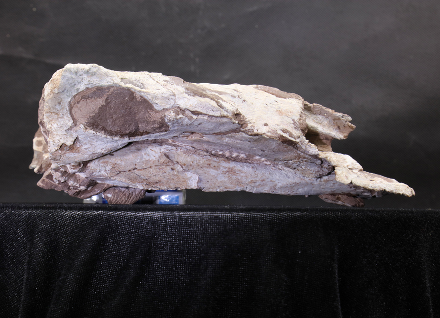 Datai yingliangis mở ra tiềm năng cải thiện sự hiểu biết về sự tiến hóa ban đầu của dòng họ này.