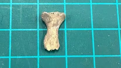 Mối quan hệ giữa ba người được tìm thấy trong hang vẫn chưa rõ ràng, và cần phải thực hiện nghiên cứu về xương và DNA để xác định điều này. Tuy nhiên, sự gần nhau của hài cốt và vị trí của họ trong cùng một lớp đất cho thấy ba người có thể đã chết trong cùng một thời điểm, mặc dù nguyên nhân vẫn chưa được làm sáng tỏ.