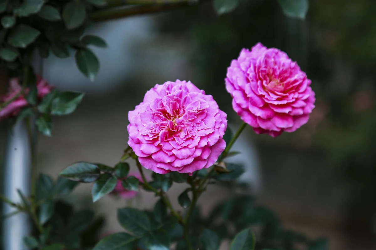 Anh Nguyễn Đức Anh bán hoa hồng chia sẻ: “Giá thành thì không thay đổi so với những năm trước nhưng lượng khách mua thì giảm đi trông thấy. So với thời điểm này của năm ngoái thì phải giảm đến 70%”