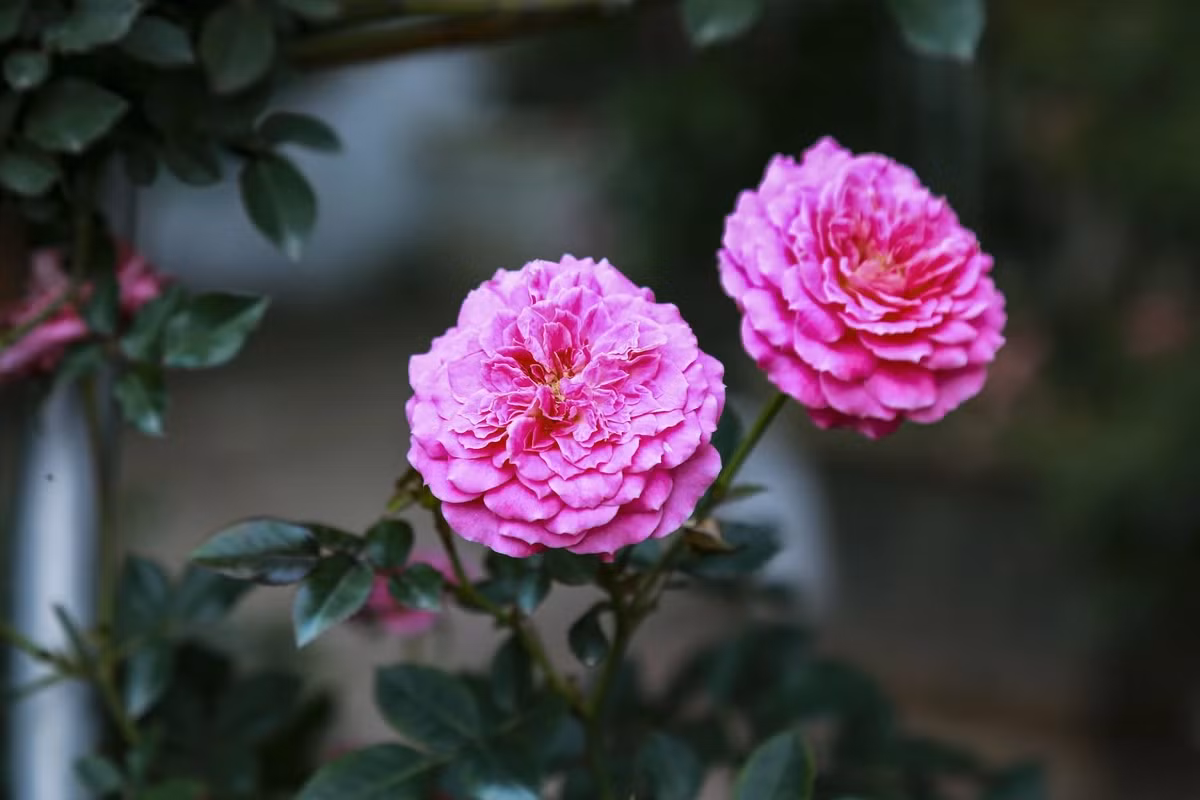 Anh Nguyễn Đức Anh bán hoa hồng chia sẻ: “Giá thành thì không thay đổi so với những năm trước nhưng lượng khách mua thì giảm đi trông thấy. So với thời điểm này của năm ngoái thì phải giảm đến 70%”