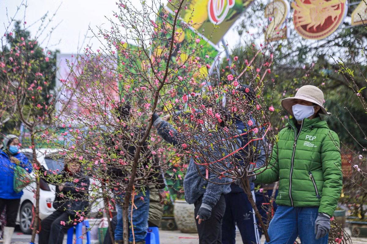 Một tiểu thương chia sẻ, những cành đào to, thế uốn lượn có giá từ 500.000 - 700.000 đồng. Còn những cành to mà bung nở hoa có giá tầm 200.000-300.000 đồng.