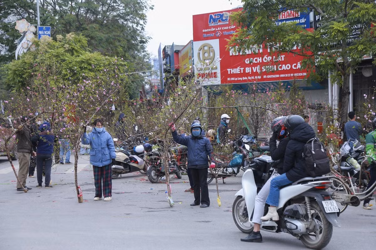 Tại khu vực đường Lạc Long Quân, các tiểu thương đang rao bán những cành đào đang đúng độ nở rộ.