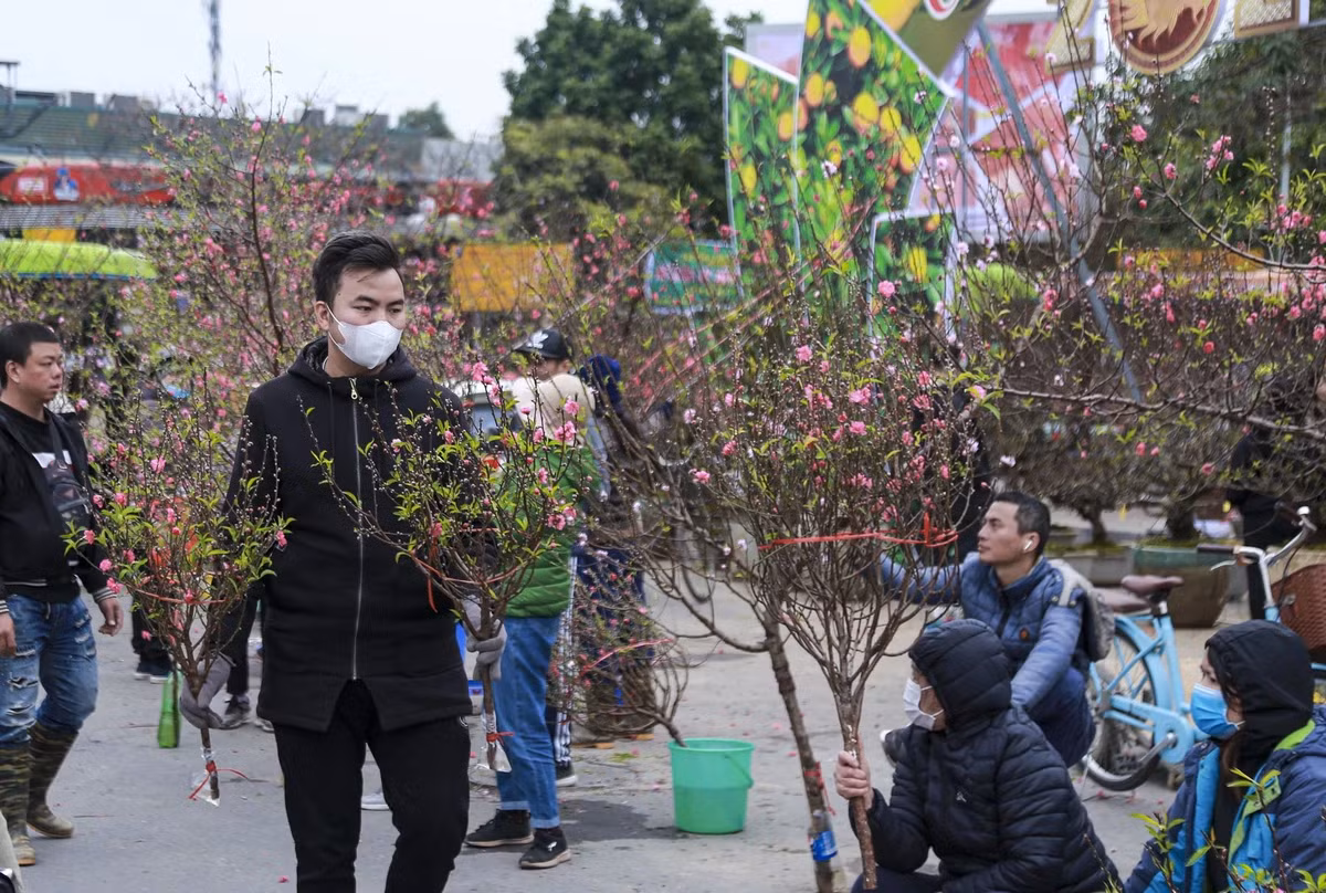 Những cành đào nhiều kiểu dáng đã được bày bán dọc hai bên cổng chợ hoa Lạc Long Quân (Tây Hồ, Hà Nội).