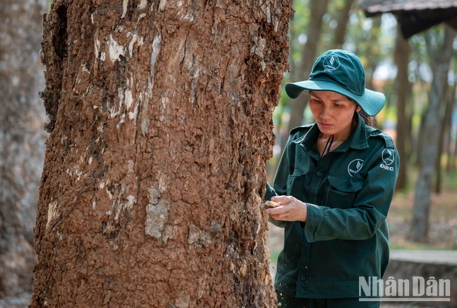 Hiện nay, những cây cao-su đang được Tổng Công ty cao-su Đồng Nai chăm sóc kỹ lưỡng.