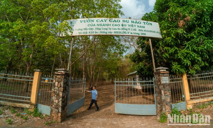 Vườn cao-su hơn 100 tuổi ở Nông trường cao-su Dầu Giây ngưng khai thác từ năm 1980 và được bảo tồn. Toàn bộ khu vườn hiện nay còn lại 224 cây, được đánh số.