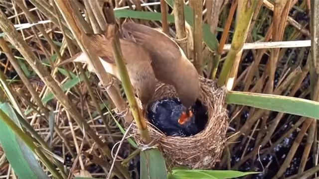 Do đó, chim tu hú mẹ phải nhờ các loài chim khác nuôi con của mình, tạo ra một mảnh ghép đặc biệt trong cuộc chiến sinh tồn và duy trì loài trong tự nhiên.