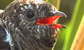 Chúng trưởng thành sẽ miễn nhiễm với độc tố của sâu, trong khi con non không có hệ thống miễn nhiễm, có thể gặp nguy hiểm khi ăn sâu độc.