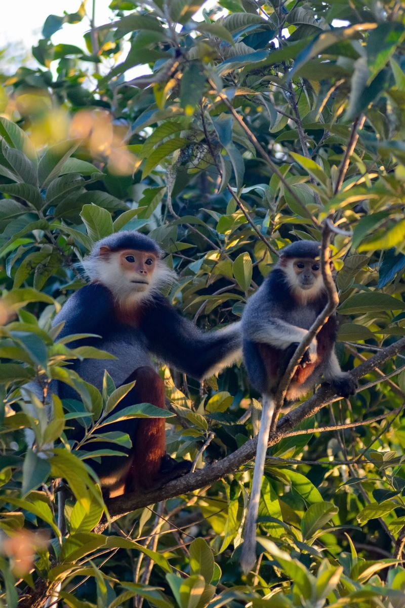 Chúng chủ yếu sống trên cây và ăn lá, quả sung, và loài này có thói quen ăn rất sang, chỉ ăn thức ăn trên cây.