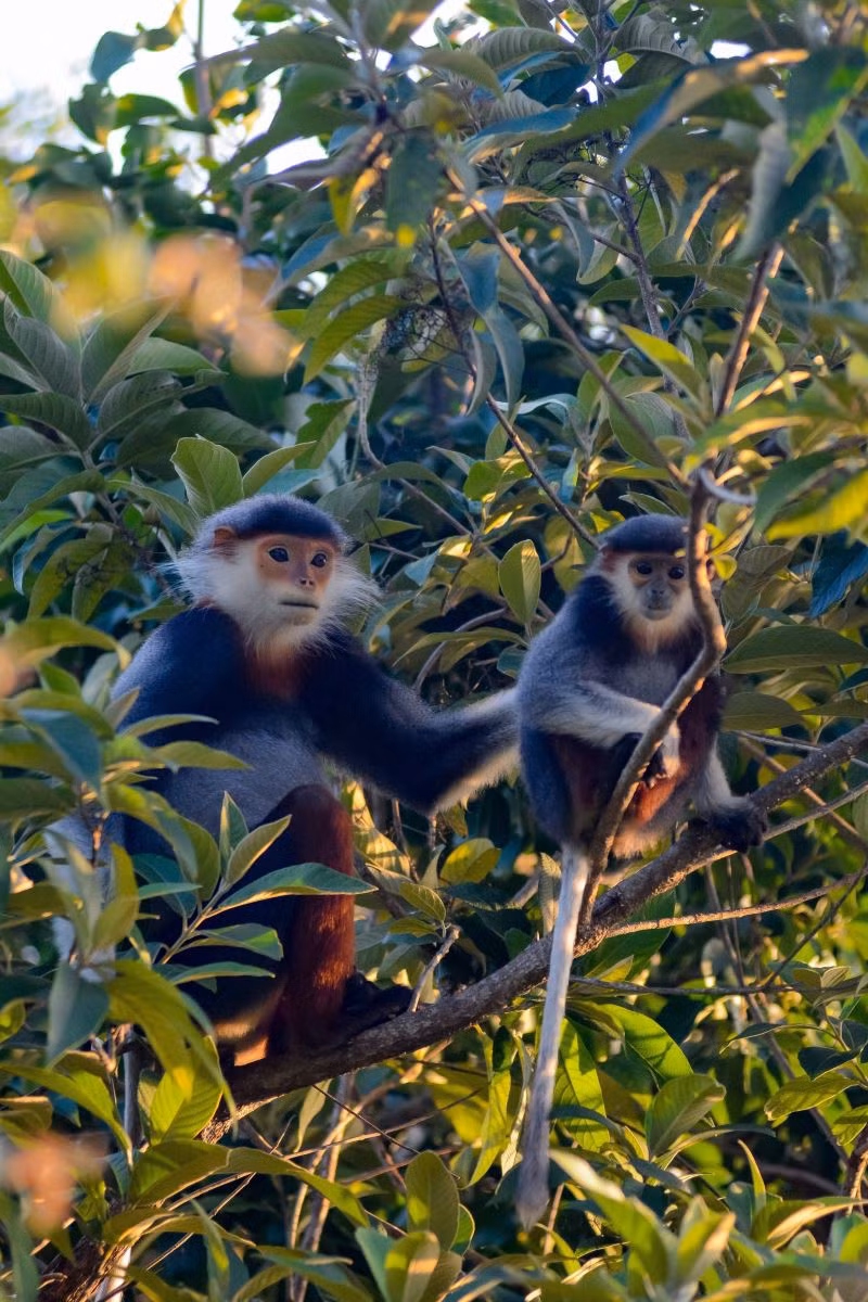 Chúng chủ yếu sống trên cây và ăn lá, quả sung, và loài này có thói quen ăn rất sang, chỉ ăn thức ăn trên cây.
