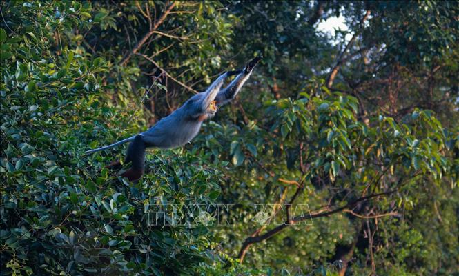 Tình trạng bảo tồn của voọc Chà vá chân nâu đang đối diện với nguy cơ ngày càng lớn do sự suy giảm diện tích sống và hoạt động săn bắt, buôn bán bất hợp pháp. (Ảnh: TTXVN).