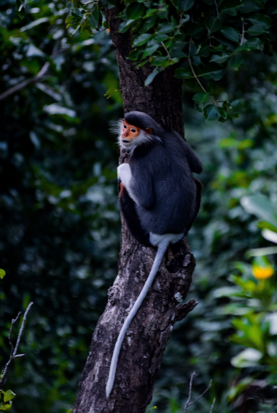 Voọc Chà vá chân nâu có bộ lông đặc trưng với 5 màu khác nhau: vàng, nâu hoặc nâu đỏ, cam, xám, đen và trắng. Đặc biệt, chúng có mảng trắng hình tam giác ở phía mông. Con đực và con cái có thể phân biệt bởi túm lông trắng kéo dài ở hai góc nhọn của tam giác ở con đực trưởng thành.