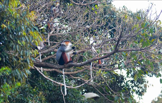 IUCN dự kiến sẽ xếp loài này vào mức Cực kỳ nguy cấp để bảo vệ chúng khỏi các mối đe dọa tiềm tàng. (Ảnh: TTXVN)