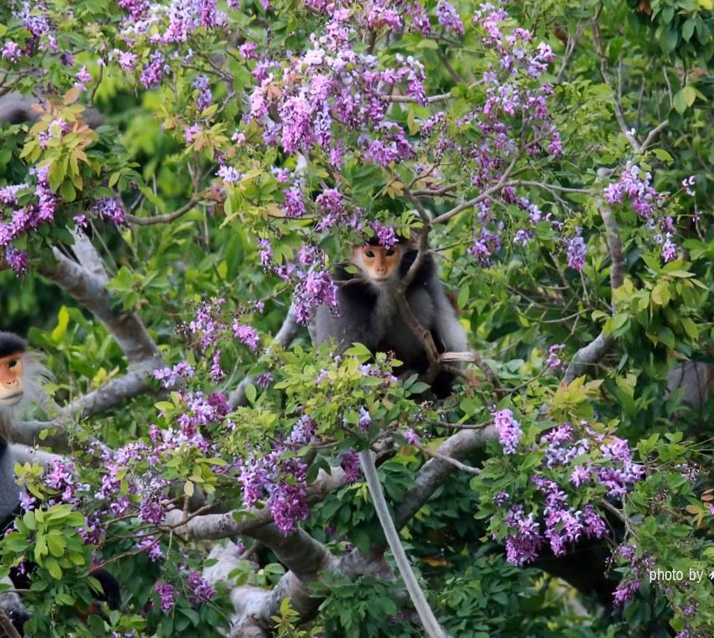 Được biết đến như "Nữ hoàng linh trưởng", Voọc Chà vá chân nâu là đại diện cho sự đa dạng sinh học và là biểu tượng của sự bảo tồn môi trường.