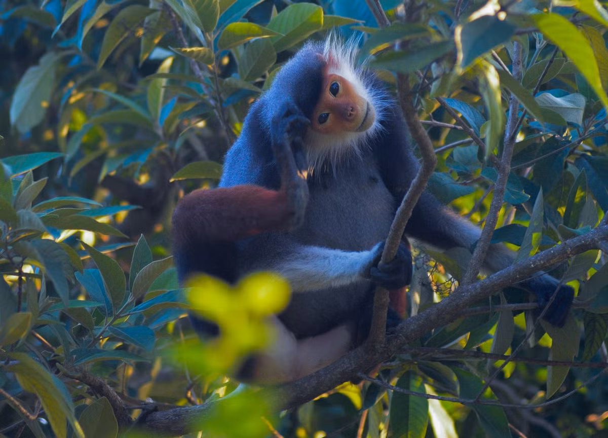 Loài này sống thành đàn, thường có một con đực trưởng thành làm đầu đàn và các con cái và đực khác biết vị trí của mình trong đàn.