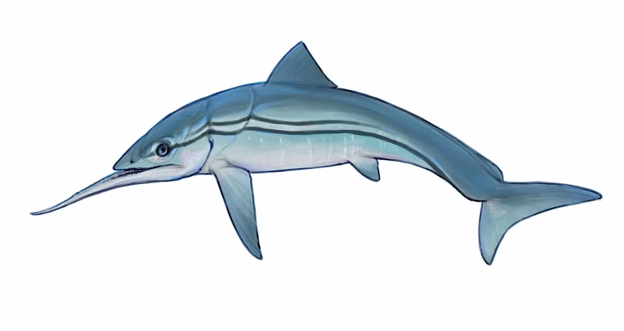 Alienacanthus được xác định là một loài thủy quái thuộc nhóm cá bọc thép, nhưng không có loài nào trong nhóm này có khuôn mặt "ngoài hành tinh" như Alienacanthus.