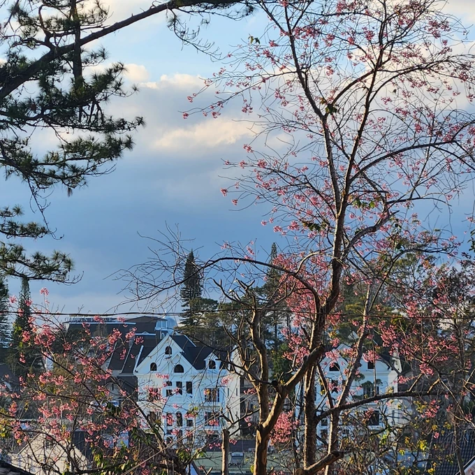 Mai Anh Đào trong khuôn viên biệt thự 21 Hùng Vương