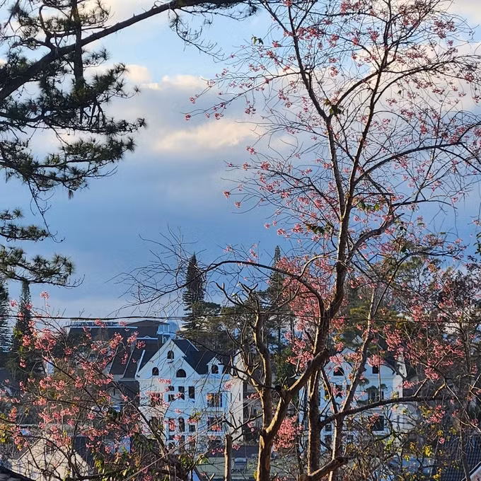 Mai Anh Đào trong khuôn viên biệt thự 21 Hùng Vương