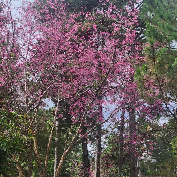 Hoa đào khoe sắc ở khuôn viên tòa nhà 14 Hùng Vương