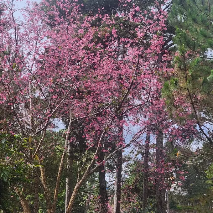 Hoa đào khoe sắc ở khuôn viên tòa nhà 14 Hùng Vương