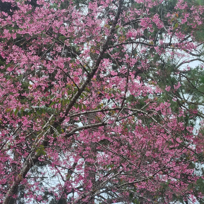 Mai anh đào nở che lấp cả cây thông