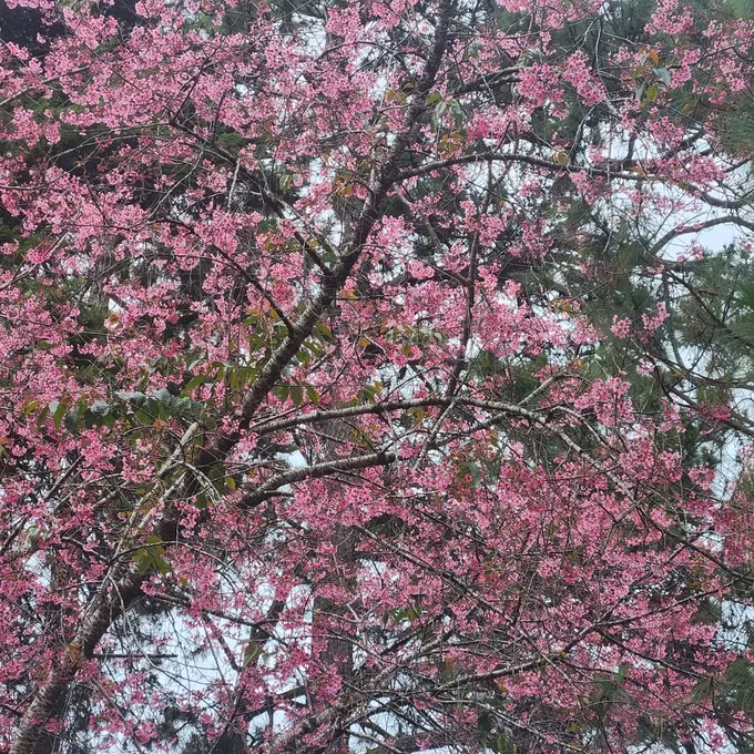 Mai anh đào nở che lấp cả cây thông