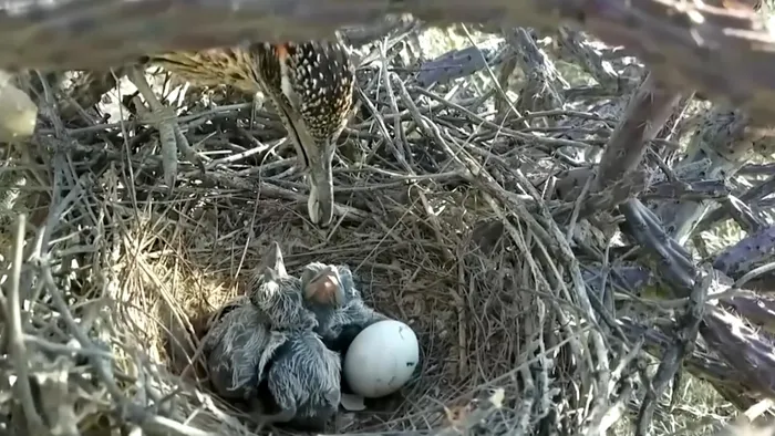 Chúng xây tổ trên đám que thấp, thường tận dụng cây xương rồng hoặc bụi cây để làm tổ.