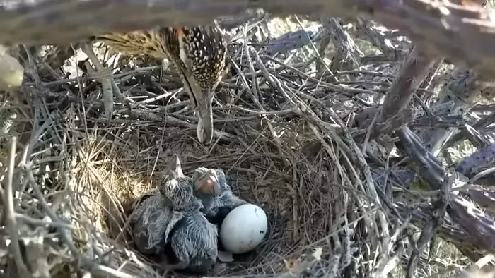 Chúng xây tổ trên đám que thấp, thường tận dụng cây xương rồng hoặc bụi cây để làm tổ.