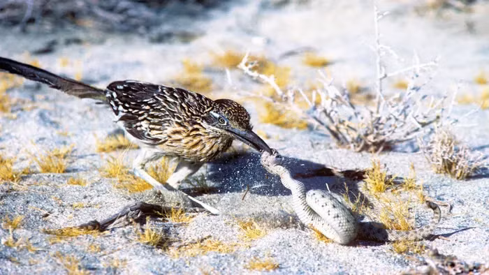 Mặc dù có khả năng bay hạn chế, Chẹo đất lại có tốc độ chạy trên mặt đất vô cùng nhanh, có thể lên đến hơn 30km/h.