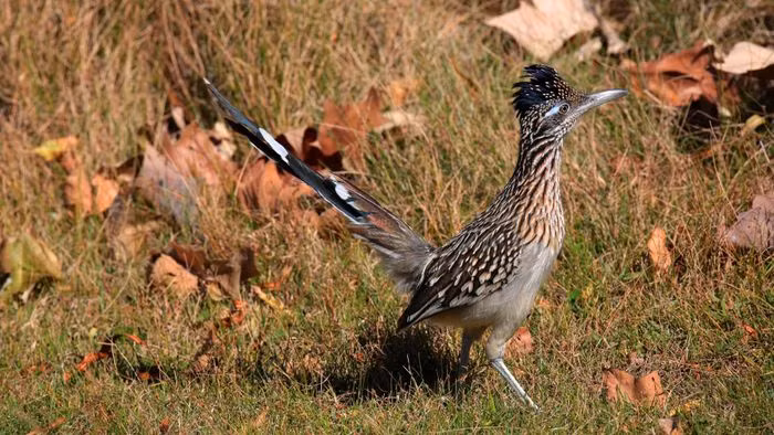  Chim chẹo đất có phạm vi phân bố ở Mỹ và Mexico, thường xuất hiện trong các khu vực sa mạc khô cằn hoặc miền núi với đặc điểm là cây bụi.