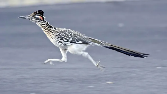 Điều đáng kinh ngạc khác là loài chim này có thể sống cả đời mà không cần uống nước.