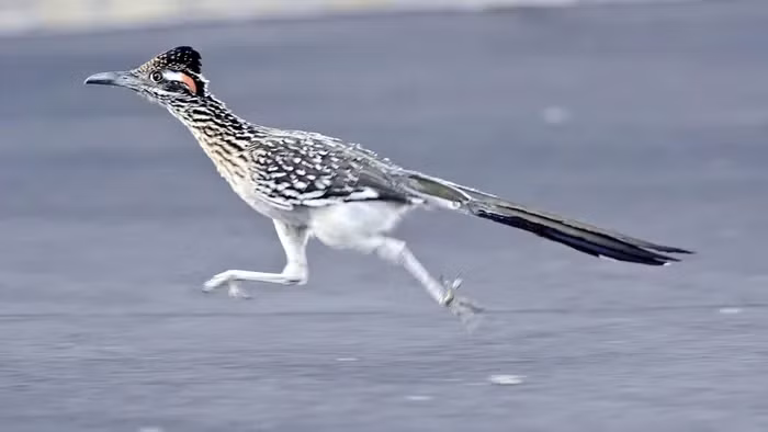 Điều đáng kinh ngạc khác là loài chim này có thể sống cả đời mà không cần uống nước.