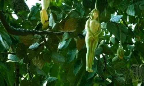 Một cặp trái có thể có giá từ 400 đến 800 baht và thường được mua để làm bùa hộ mệnh.