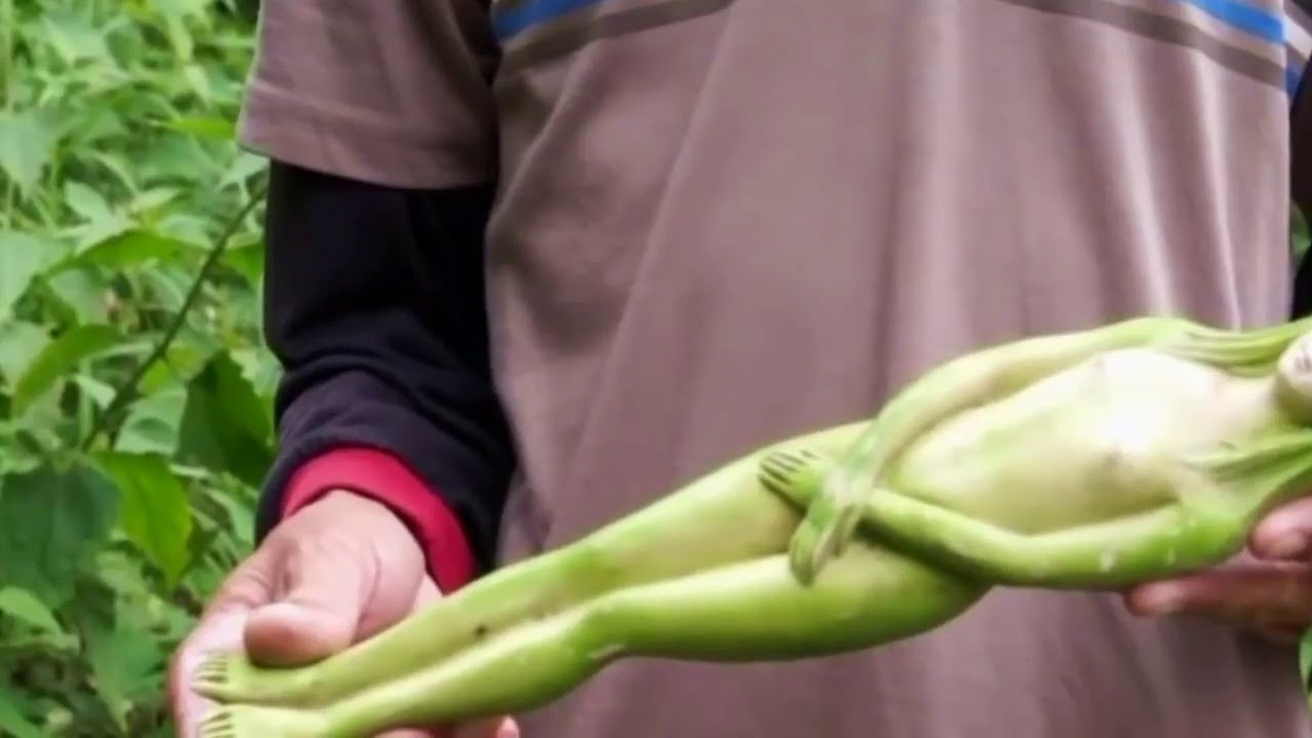 Việc sử dụng khuôn để tạo hình dạng cho trái cây là phổ biến, tương tự như việc tạo ra các loại dưa hấu hình tam giác hoặc vuông. Điều này cho thấy rằng trái nariphon có thể chỉ là sản phẩm của việc sử dụng khuôn để định hình.