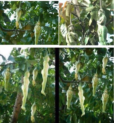 Có nhiều truyền thuyết về cây nariphon trong Phật giáo, nhưng không có bằng chứng khoa học về sự tồn tại của nó.