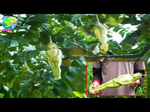 Trái nariphon thường được bày bán trên thị trường thương mại, đặc biệt là ở khu vực biên giới Thái Lan - Lào, Thái Lan - Campuchia.