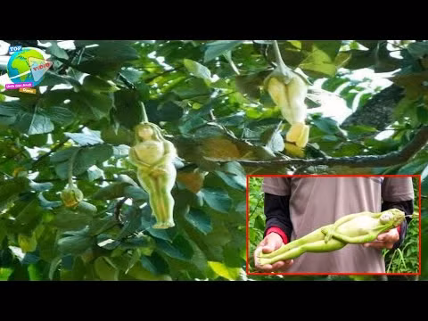 Trái nariphon thường được bày bán trên thị trường thương mại, đặc biệt là ở khu vực biên giới Thái Lan - Lào, Thái Lan - Campuchia.