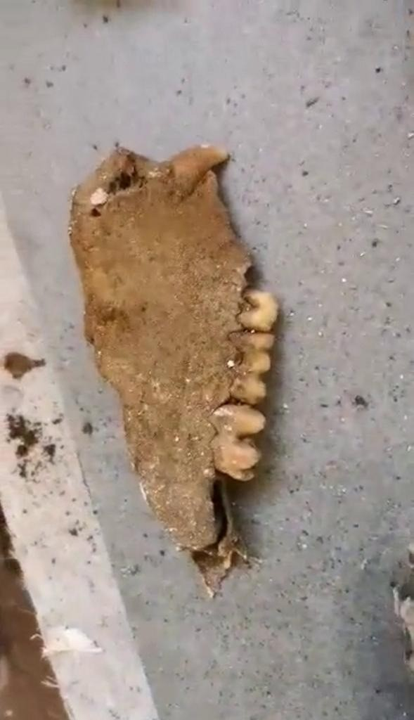 Sau khi được yêu cầu, anh đã đặt những bộ xương trở lại vào vị trí ban đầu, với giả thuyết rằng chúng có thể đã được chôn dưới sàn nhà để xua đuổi tà ma, một hành động phổ biến trong quan niệm dân gian.