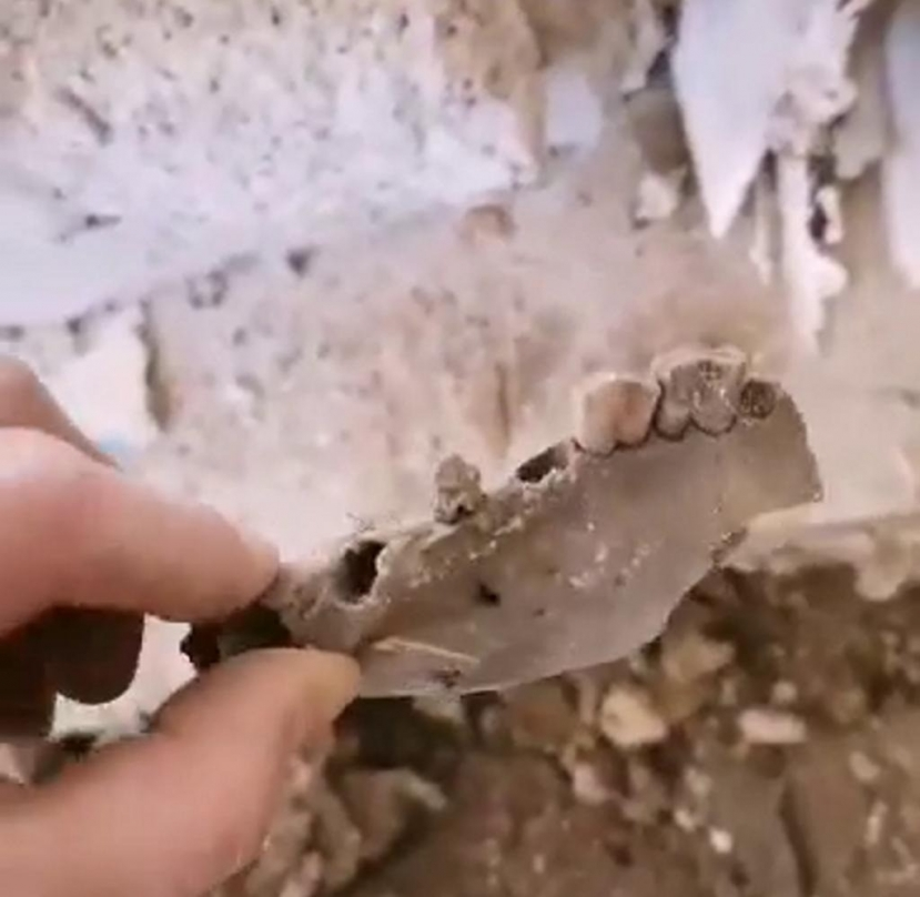 Sau khi thảo luận với chủ nhà, Betts đã xác định rằng đó là xương của một con lợn, có thể là từ trang trại nuôi lợn trước đây nằm ở khu đất bên kia đường.