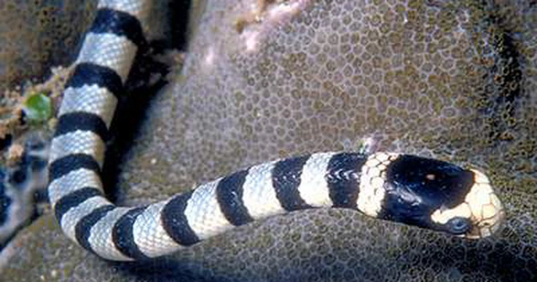 2. Rắn biển: Trong số các loài rắn độc tại Việt Nam, rắn đẻn kim nổi bật với nọc độc mạnh mẽ, có thể gây tử vong chỉ trong vài phút. Các loại rắn khác như rắn chàm quạp, rắn cạp nong, rắn hổ mèo cũng chứa độc tố cao.