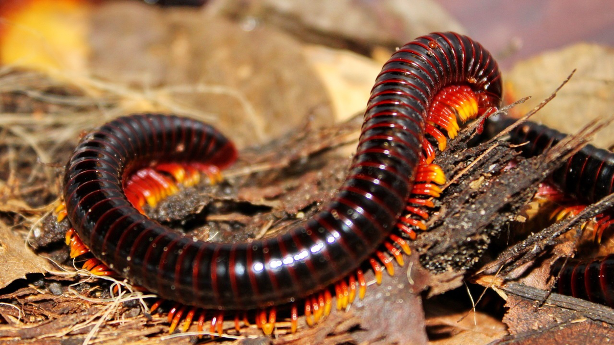 6. Cuốn chiếu: Mặc dù nhỏ nhưng loài vật này có thể tạo ra kích ứng và mụn rộp khi tiếp xúc với da, bạn phải làm sạch ngay nếu bị tiếp xúc.