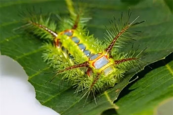 7. Sâu xanh viền nâu: Phổ biến ở nông thôn, có thể chích và gây ngứa, cần sử dụng băng dính và nước xà phòng để làm sạch vết thương.