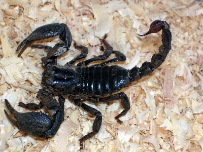 3. Bọ cạp: Nhiều loại bọ cạp phổ biến như bọ cạp đen và bọ cạp nâu có thể tạo ra các triệu chứng như đổ mồ hôi, buồn nôn, chóng mặt, và mất cảm giác qua vết cắn. Chúng là một trong những động vật ở Việt Nam có độc tố cực mạnh gây tử vong, chớ dại động vào.