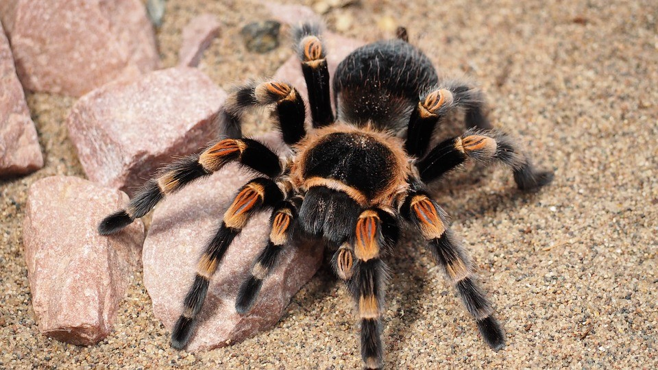 1. Nhện Tarantula: Loài động vật này được nhập khẩu từ châu Mỹ vào Việt Nam từ năm 2008, loài nhện này có khả năng tạo ra vết cắn đau đớn, loét, và khó chữa lành, có thể đe dọa tính mạng người nếu bị tấn công.