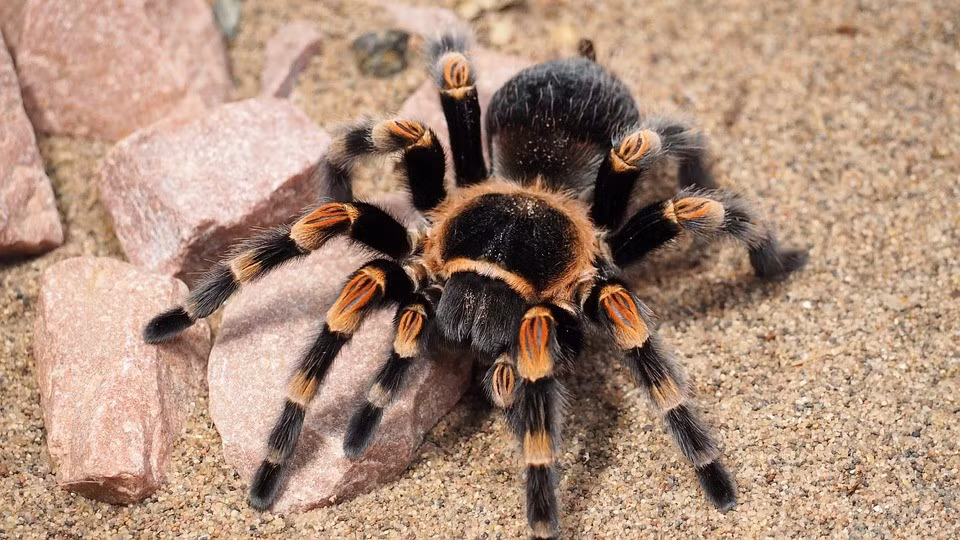 1. Nhện Tarantula: Loài động vật này được nhập khẩu từ châu Mỹ vào Việt Nam từ năm 2008, loài nhện này có khả năng tạo ra vết cắn đau đớn, loét, và khó chữa lành, có thể đe dọa tính mạng người nếu bị tấn công.