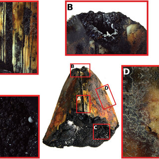 PGS Nicola Straube từ Bảo tàng Đại học Bergen (Na Uy) mô tả chiếc răng này là một phát hiện đáng kinh ngạc, đặc biệt là vì nó được khai quật ở độ sâu biển sâu xa.