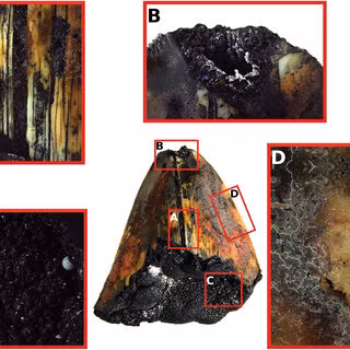 PGS Nicola Straube từ Bảo tàng Đại học Bergen (Na Uy) mô tả chiếc răng này là một phát hiện đáng kinh ngạc, đặc biệt là vì nó được khai quật ở độ sâu biển sâu xa.