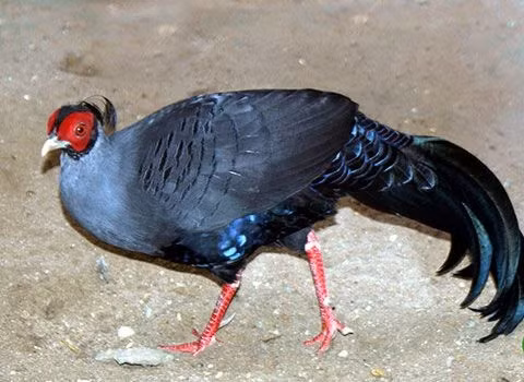 2. Gà lôi lông tía: Giống gà hoang dã này thường được tìm thấy ở các khu rừng miền Trung với bộ lông đặc trưng màu đen lam, đỏ tía và vàng.