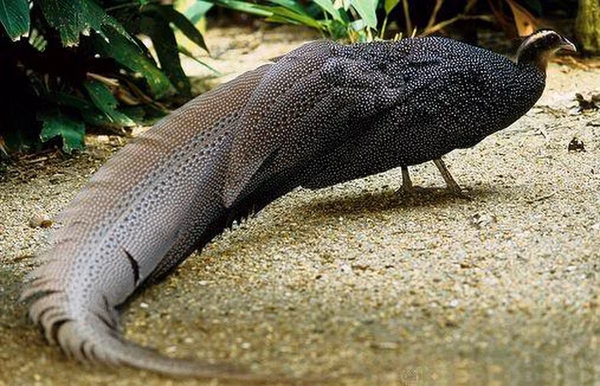 7. Chim trĩ sao: Chim này được coi là loài chim quý hiếm bậc nhất ở Việt Nam, sinh sống trong các khu rừng của Việt Nam, Lào và Malaysia, đang đứng trước nguy cơ đe dọa.