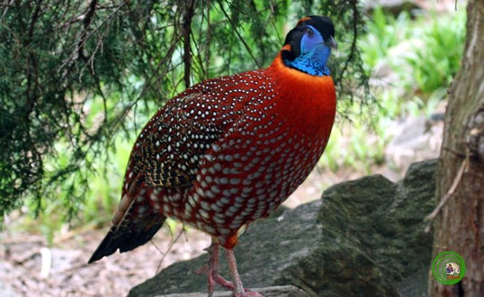 3. Gà lôi tía: Được biết đến với bộ lông nhiều màu sắc đẹp, gà lôi tía sống ở các khu rừng có độ cao từ 2.000m đến 3.000m ở Lào Cai.